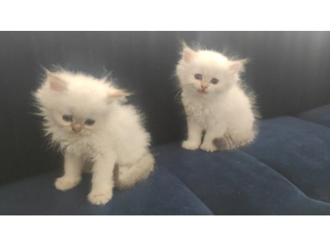 Full şecereli british longhair yavrular