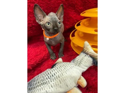 Sphynx sfenks tüysüz dişi erkek yavruları