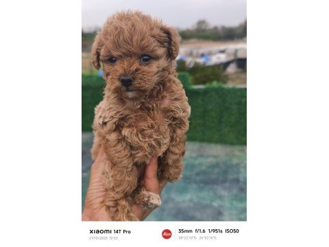 Küçük toy poodle