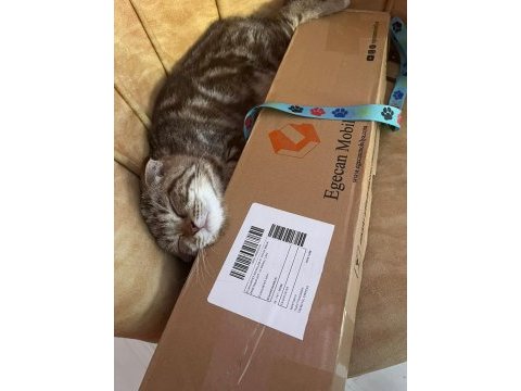 Henüz 70 günlük scottish fold tuvalet eğitimi var