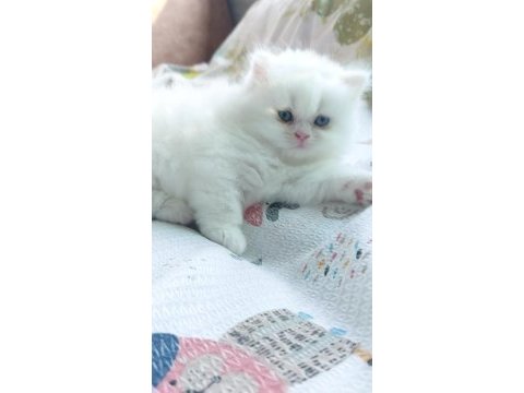 Eşsiz güzellikte erkek ve dişi british longhair yavrular