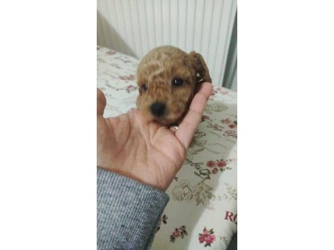 Kore toy poodle