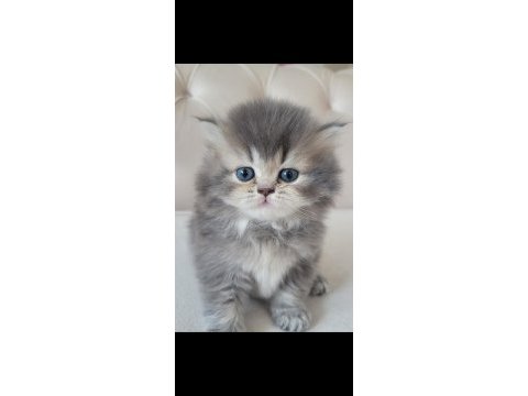 Eşsiz güzellikte ipek tüylü birman ve british longhair