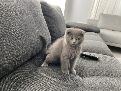 İri yapılı safkan scottish fold