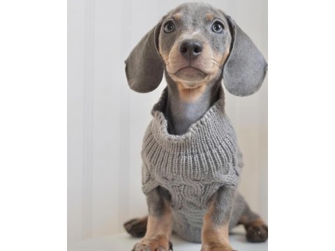Exotic dachshund yavruları 