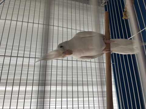 Evcil ele gelen albino sultan papağanı