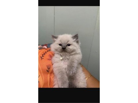 Longhair scottish fold çok uygun bebekler
