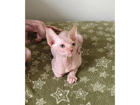 Naked beauty sphynx cattery kedisi