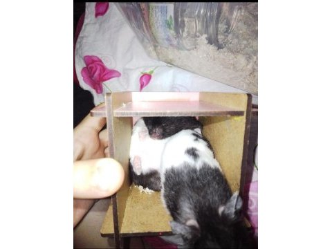 Suriye hamster