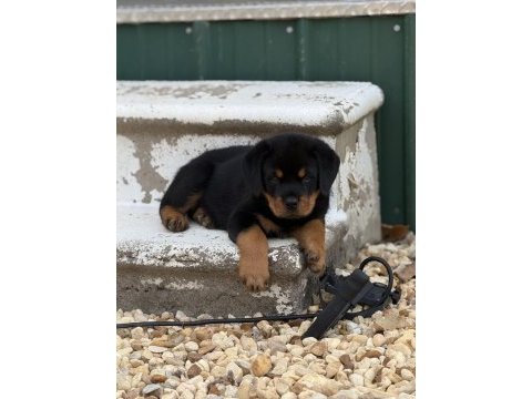 Orjinal garantili dev koca kafa macar rottweiler