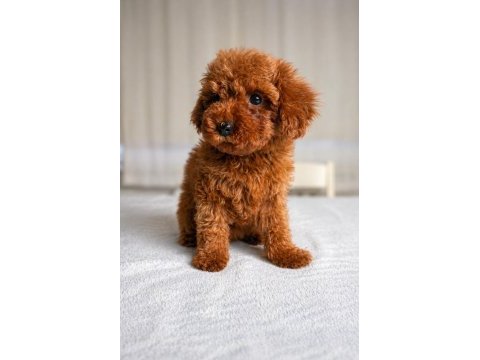 Sağlık garantili dişi red brown toy poodle