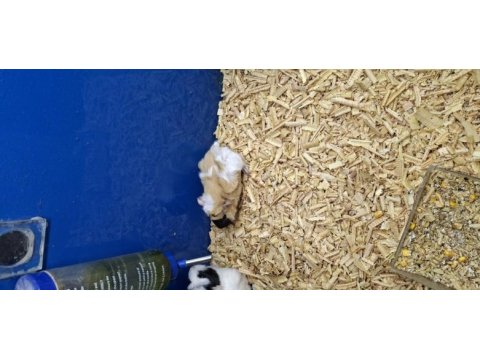 Yavru guinea pigler