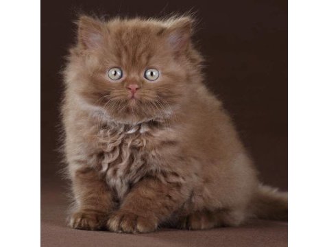 Cinnamon british longhair