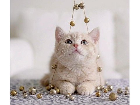 British shorthair lilac gold dişi yavru