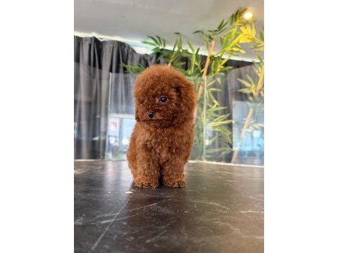 Orjinal toy poodle yabruları
