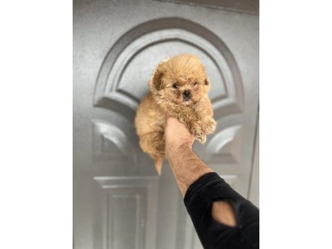 Maltipoo cinsi yavrumuz
