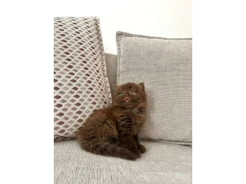 Belçika çikolatası oğlumuz