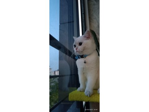 Tam bir dost canlısı british shorthair