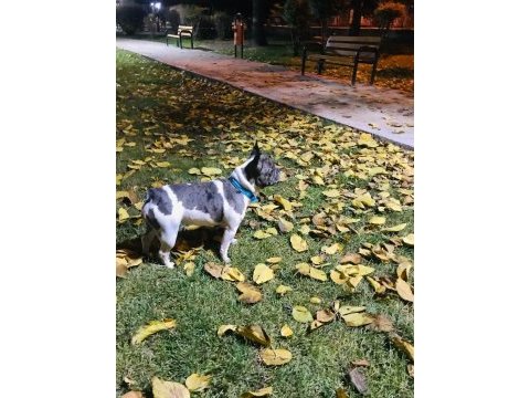 11 aylık blue marle pied çift göz renkli french bulldog