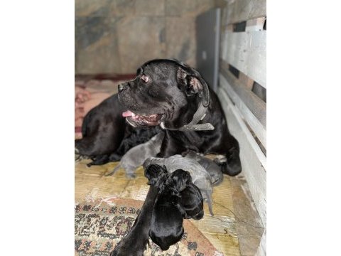 Cane corso yavruları