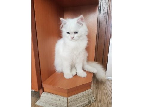 British longhair erkek