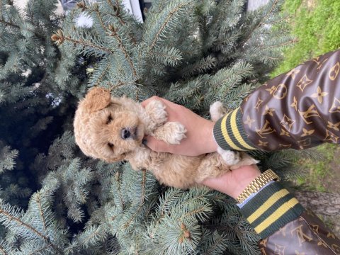 Muazzam güzellikteki kore kanı maltipoo bebeklerimiz