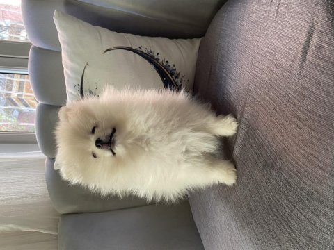 3.5 aylık dişi pomeranian yavrumuz