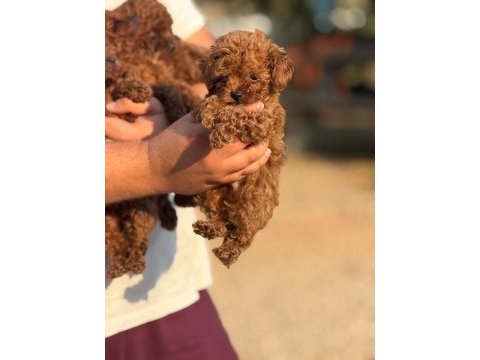 Red brown toy poodle elden teslim