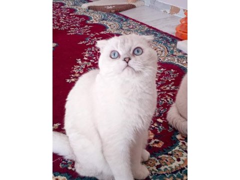 Scottish fold erkekler
