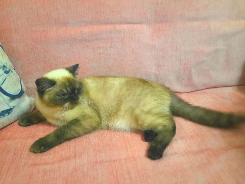 10 aylık british kedimiz karamel