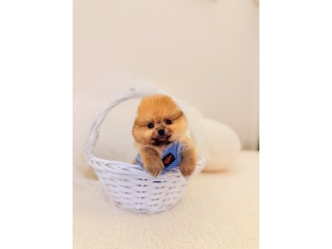 Teddy bear pomeranian