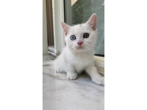 Bir gözü mavi bir gözü yeşil yavru kedimiz