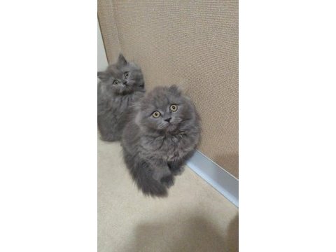 British scottish fold