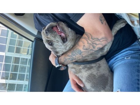 Masrafsız dişi french bulldog