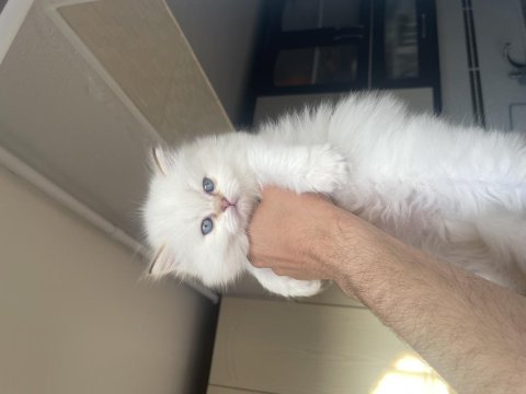 Üst kalite british longhair dişi yavrularım