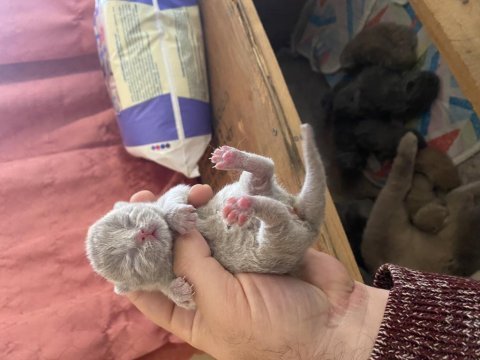 1 haftalık british shorthair