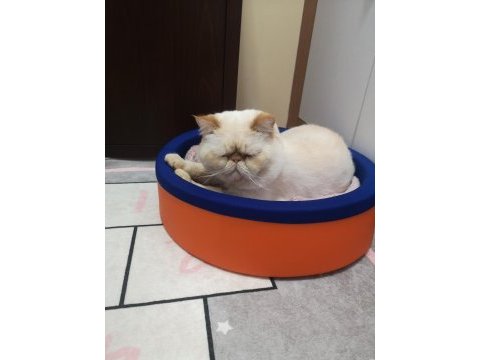 Exotic shorthair red point
