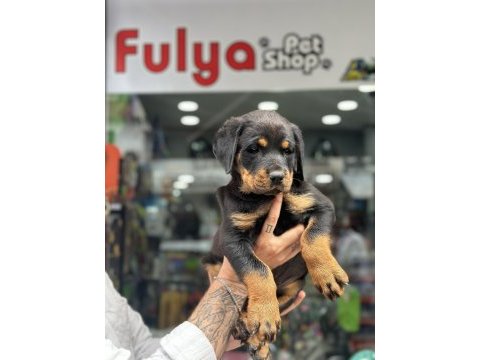 Irk garantili rottweiler yavrular