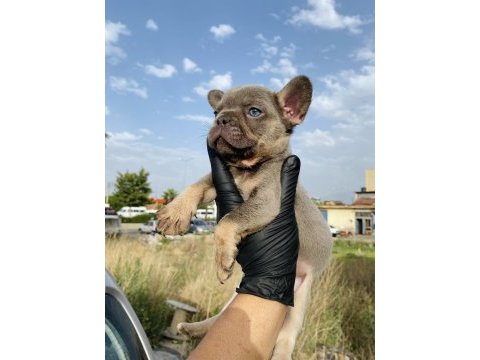 Egzotik french bulldog