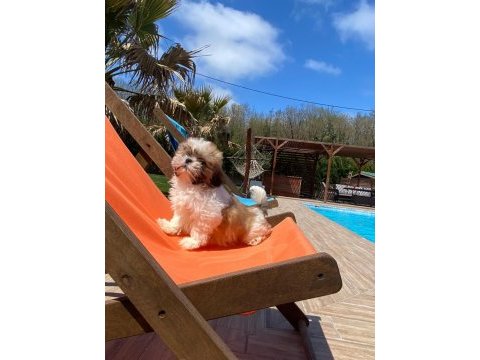 Kraliyet soyundan gelen shih tzu yavruları