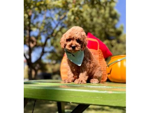 Mini maltipoo sevimli bebekler 