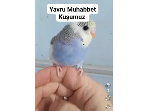 Muhabbet kuşu yavruları