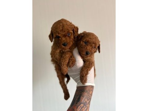 Toy poodle minikler