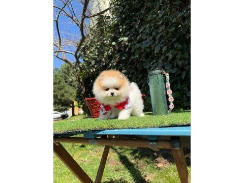 Pomeranian yavruları iki aylık
