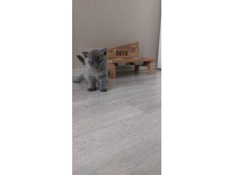 British ve scottish fold yavrularımız