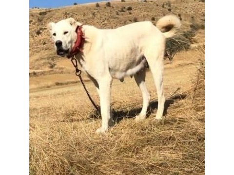 Safkan akbaş yavruları