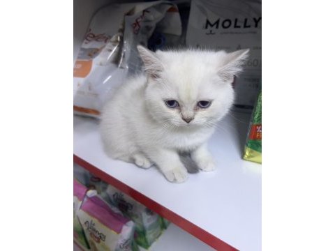 British shorthair ayıcık kardeşler silver point