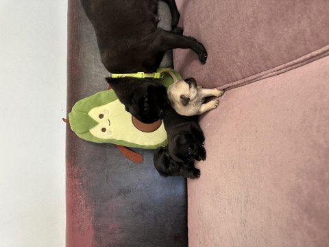 Anne altından safkan pug erkek yavrular