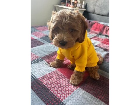 2.5 aylık sevimli maltipoo