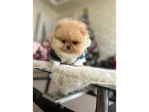 Bal gibi mini boy pomeranian ayıcık